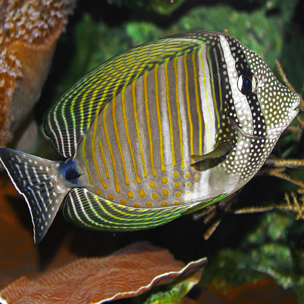 Zebrasoma desjardinii ovvero il pesce chirurgo tigrato