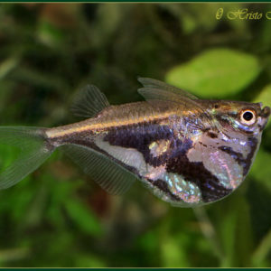 Carnegiella Striata lg (Pesce Accetta) n. 6 Esemplari
