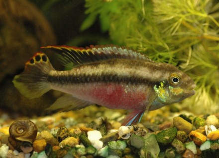 Pelvicachromis Pulcher Extra Grande 1 Esemplare