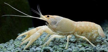 Procambarus clarkii bianco