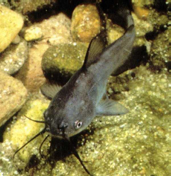 Pesce gatto 4-6 cm