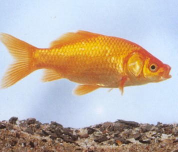 Pesce Rosso  5-7 cm n° 10 Esemplari