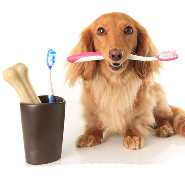 La corretta pulizia dei denti nel cane per denti sani e alito fresco
